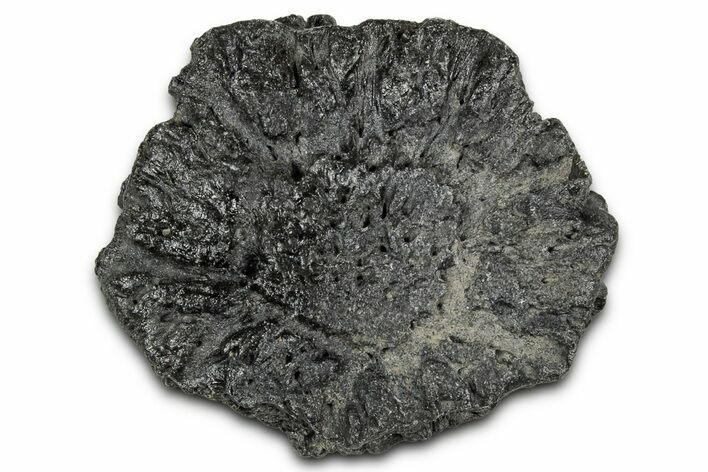 Fossil Glyptodont (Glyptotherium) Bony Armor Osteoderm - Florida #351070